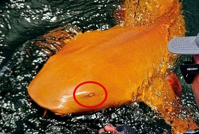 "오렌지색 상어가 잡혔어"…특이 사례에 해양학계도 '들썩'
