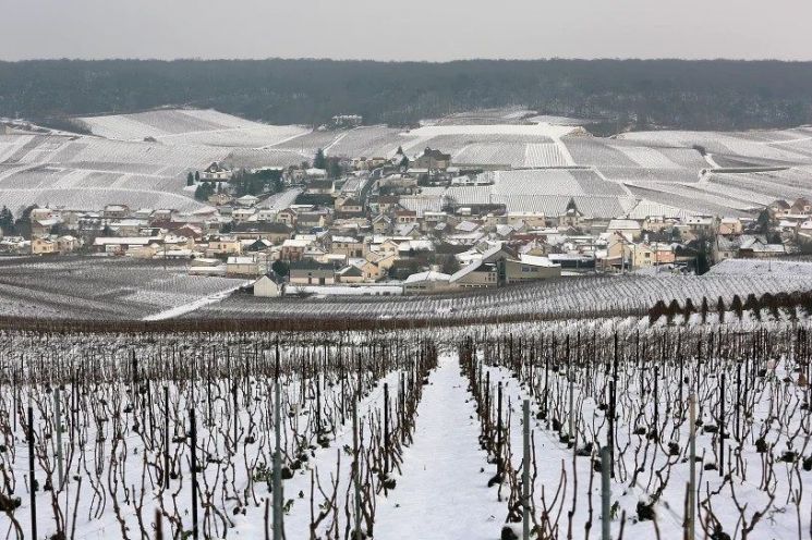 '도멘 보셰(Domaine Bauchet Champagne)'의 포도밭 전경.