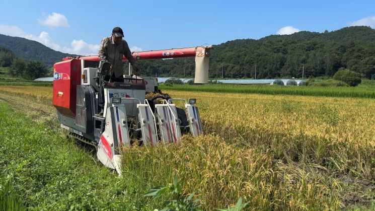 [포토] "성큼 다가온 가을"…담양군 첫 벼수확