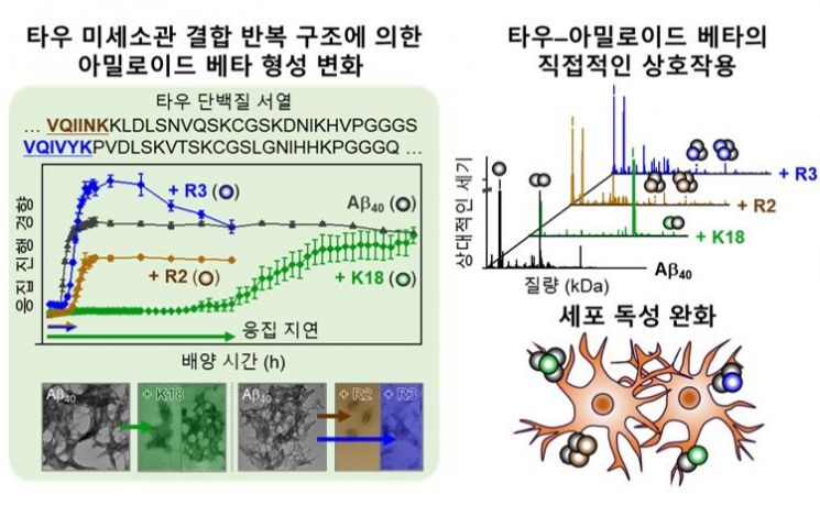 타우 미세소관 결합 영역과 상호작용에 의한 아밀로이드 베타의 병리학적 특성 변화. KAIST 제공