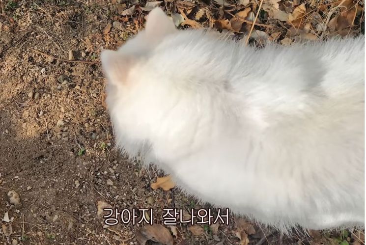 갤럭시를 쓰는 이유. '히지노'가 올린 '갤럭시를 쓰는 친구들에게' 유튜브 캡처.