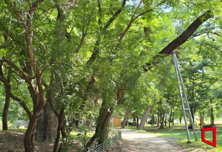 사촌가로숲과 행단  천연기념물 사촌가로숲과 함께 어우러진 행단 전경. 선비정신과 자연유산이 공존하는 공간이다.