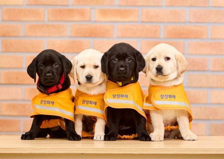 이건희 선대회장 유산 '삼성 안내견'…32년간 시각장애인들의 빛이자 벗
