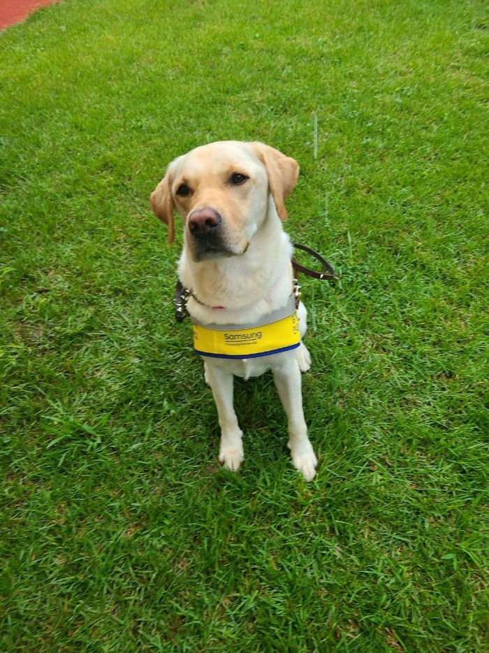 이건희 선대회장 유산 '삼성 안내견'…32년간 시각장애인들의 빛이자 벗