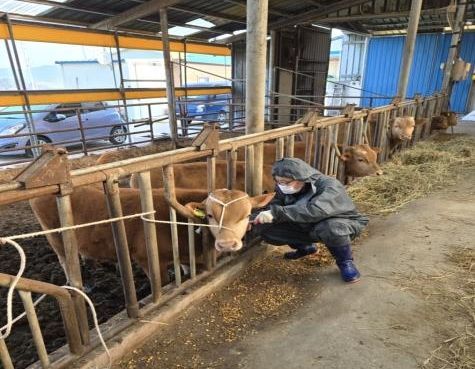 정읍시, 내달부터 '구제역 예방백신' 접종
