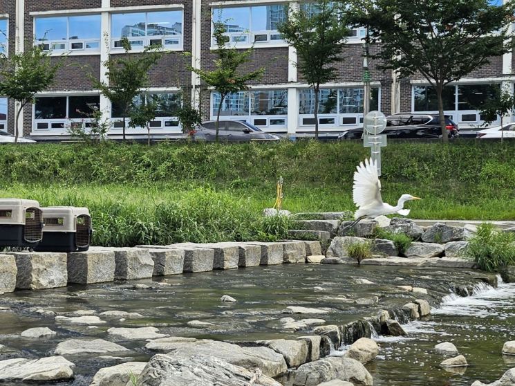 대전시, 상처 입은 백로 35마리 방생