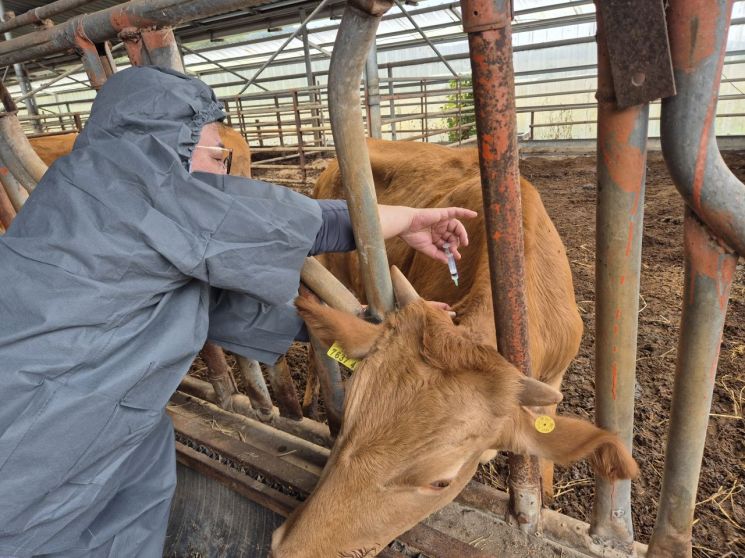 남원시, 30일까지 '소·염소 구제역 예방백신' 접종