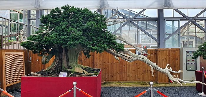 신안군, 2~21일 '주목나무 분재' 특별전 연다