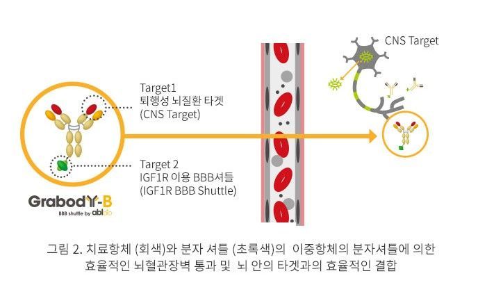글로벌 격전지되는 '뇌혈관장벽 플랫폼'…에이비엘바이오 임상 성과로 존재감 부각
