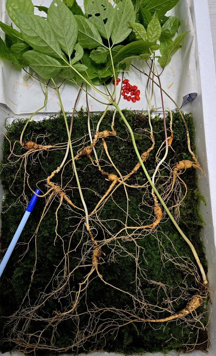 지리산에서 발견된 천종산삼. 한국전통심마니협회 제공 연합뉴스