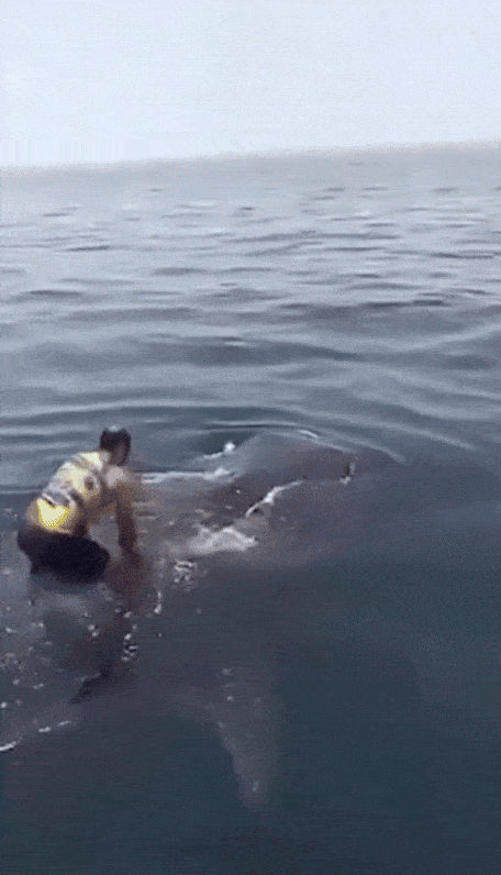 세부서 스노클링 중 살금살금 다가온 거대 상어 '아찔'