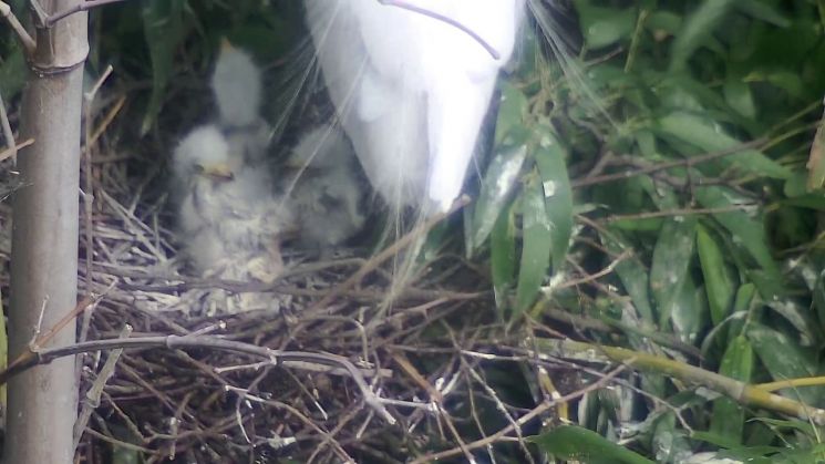 4마리 모두 부화.