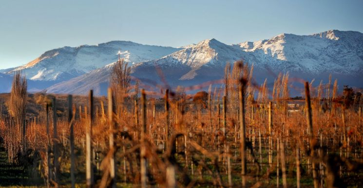 [아경와인셀라]칠레가 품은 '위대한 유산'…'신의 물방울' 새 기준