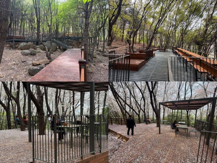 백련산 꿈마을 숲정이 1차 조성 모습. 은평구 제공.