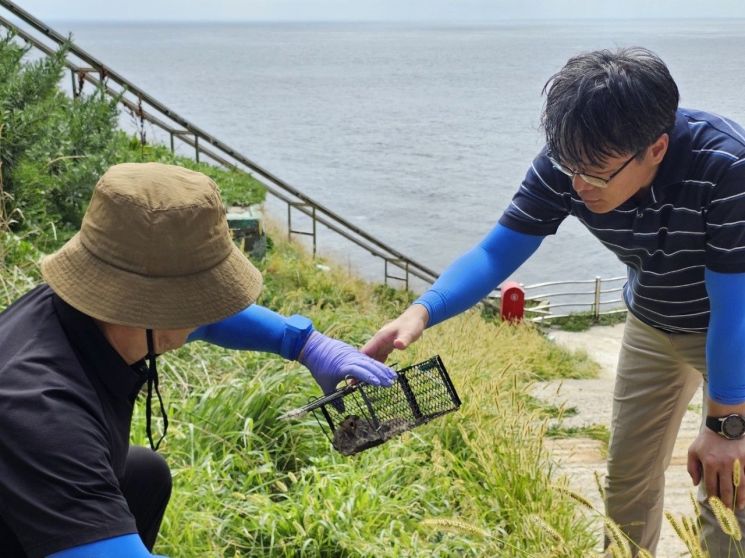 독도 생태계 교란 집쥐를 잡아라!…대구환경청, 2달만에 80마리 포획