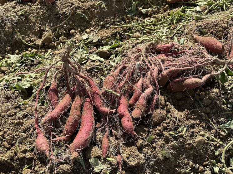 창원특례시, 경남육성 신품종 고구마 '진다미' 첫 수확 성공