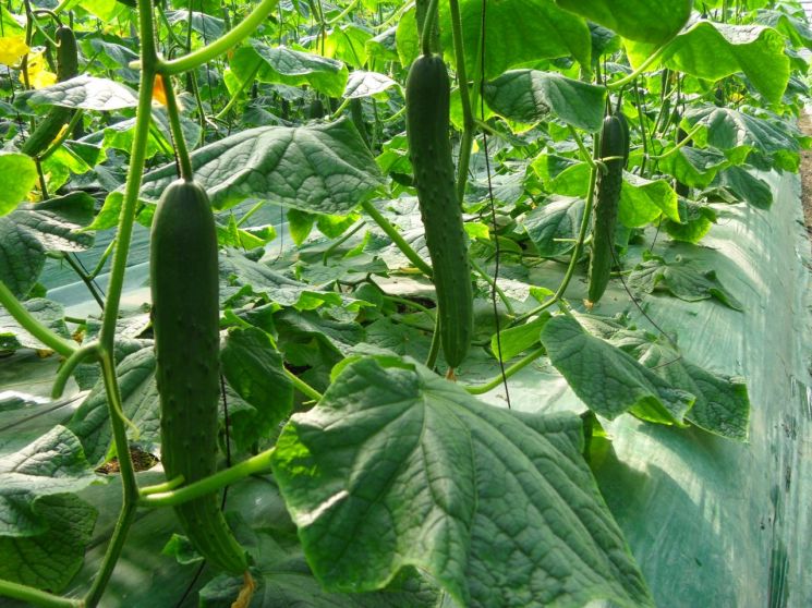 남원시 "큰 일교차에 하우스 '결로'…피해 주의를"