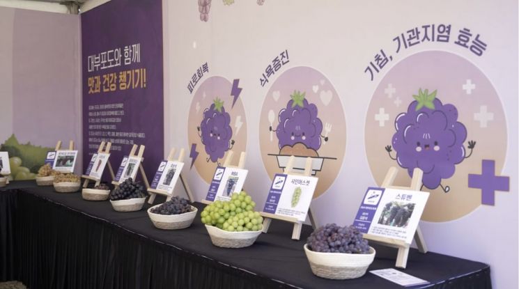 지난해 열린 안산 대부포도축제에서 대부도에서 생산된 주요 포도가 전시돼 있다. 안산시 제공