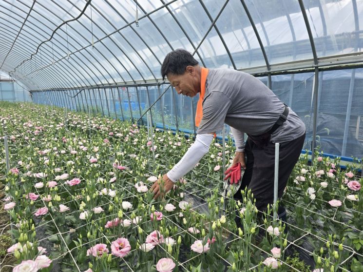 고성 화훼농가, 양재동 꽃 시장서 최고가 기록