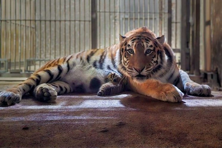 A Conservation Milestone After Three Years: Seoul Grand Park Celebrates 100 Days Since Birth of Tiger Cub