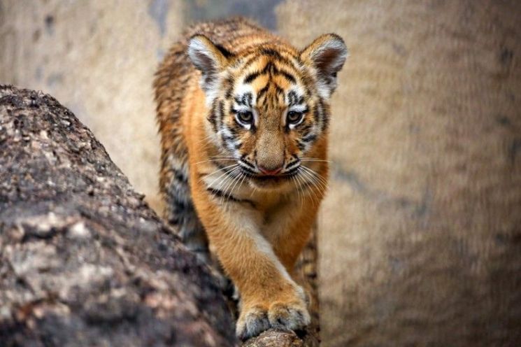 A Conservation Milestone After Three Years: Seoul Grand Park Celebrates 100 Days Since Birth of Tiger Cub