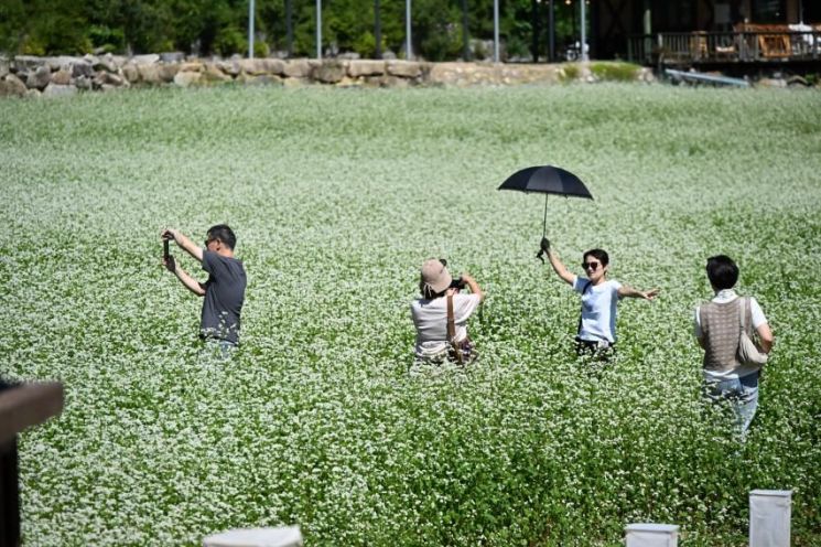 "메밀의 향기에 취하다" 평창효석문화제 첫 주말 관람객 6만명 '북적'