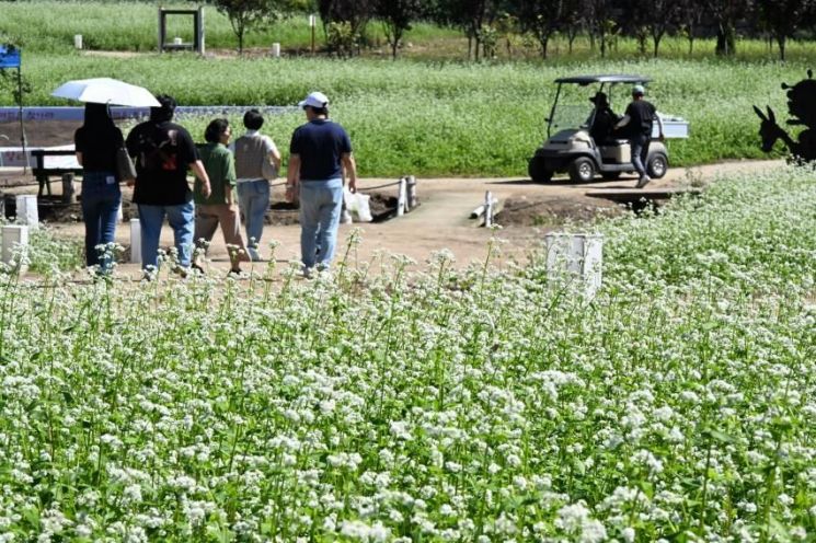 "메밀의 향기에 취하다" 평창효석문화제 첫 주말 관람객 6만명 '북적'