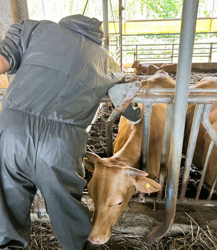 "구제역 제로"…장성군, 소·염소 농가 예방백신 추진