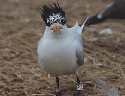 뿔제비갈매기. 국립생태원
