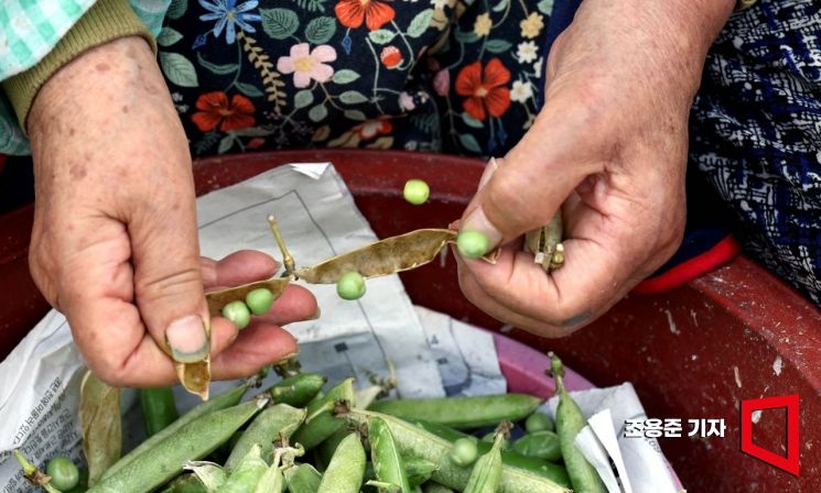 [이미지 다이어리] 알알이 묻은 정성