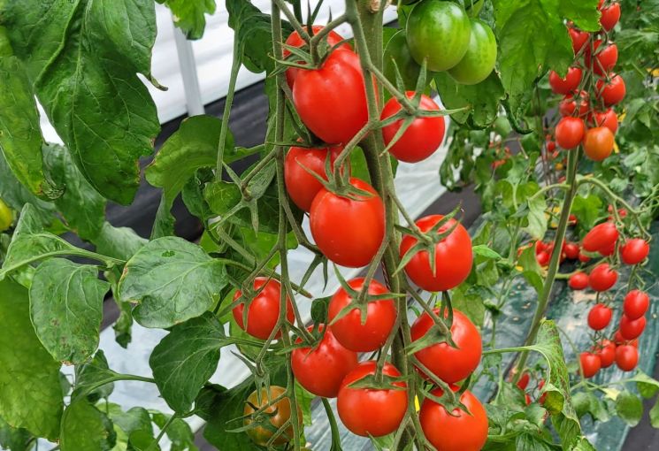 전남농업기술원, 고품질 대추형 방울토마토 신품종 개발