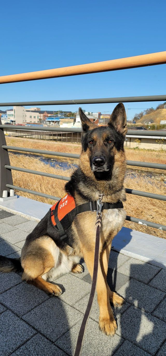 Missing Teen Rescued from Mountain Thanks to Gyeongnam 119 Rescue Dog "Turi"