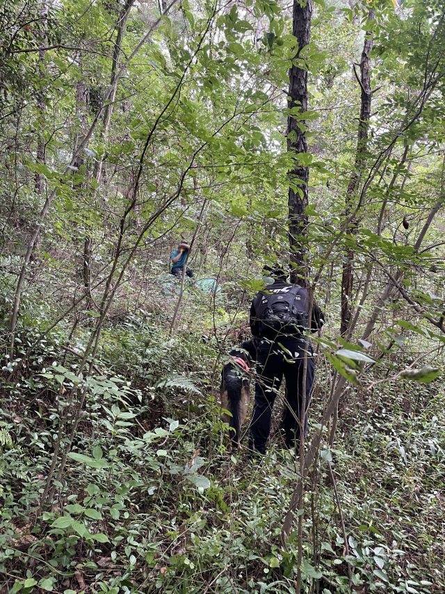 Missing Teen Rescued from Mountain Thanks to Gyeongnam 119 Rescue Dog "Turi"