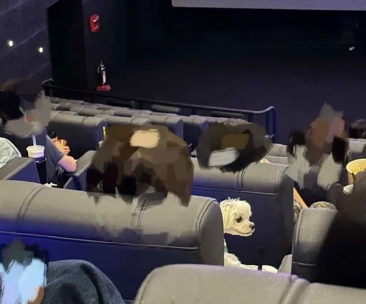 관객이 영화관 상영관에 강아지를 데려와 논란이 일고 있다. 인스타그램 스레드