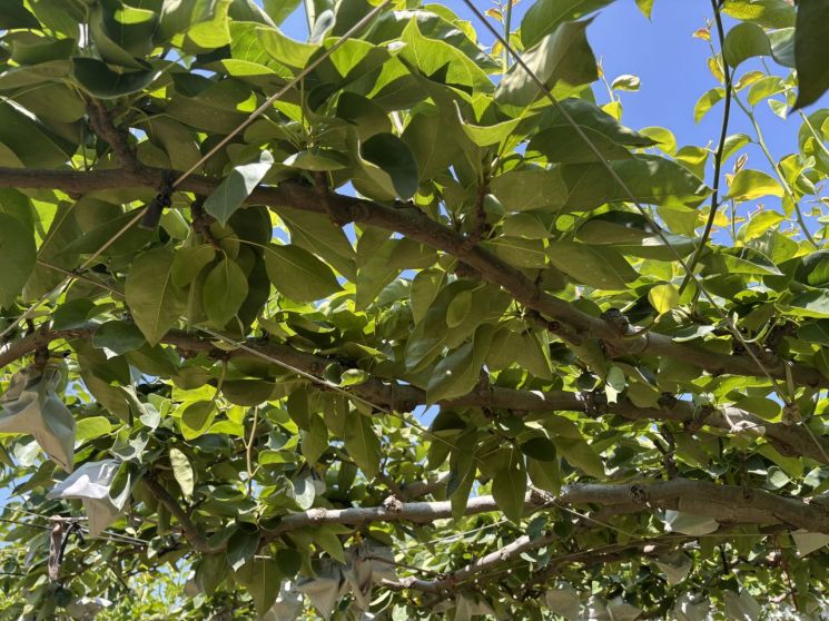 Jeonnam Province Secures 13.3 Billion Won in Recovery Funds for Farms Damaged by Abnormal Low Temperatures