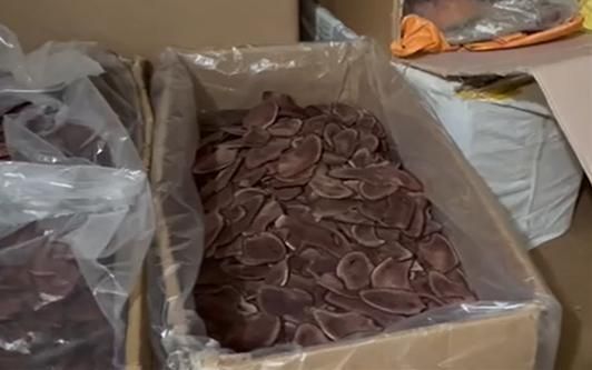 Deer antler slices stored at the illegal manufacturing site of suspect A. Ministry of Food and Drug Safety