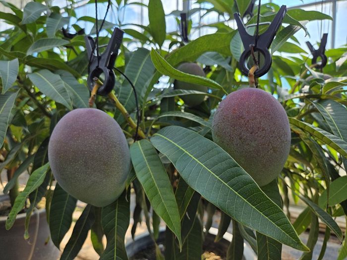 무안군 애플망고 수확 '성공적'…신소득작물 자리매김