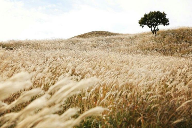 합천군 황매산 억새 사진