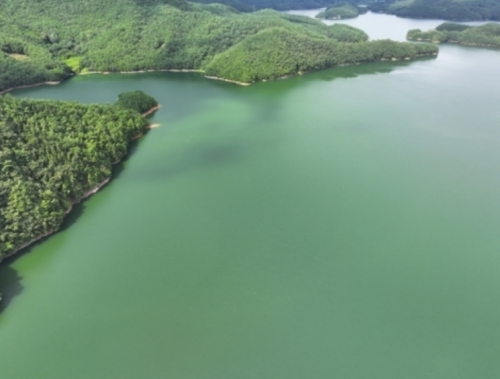 짙은 녹조가 발생한 주암호 전경. 영산강유역환경청 제공