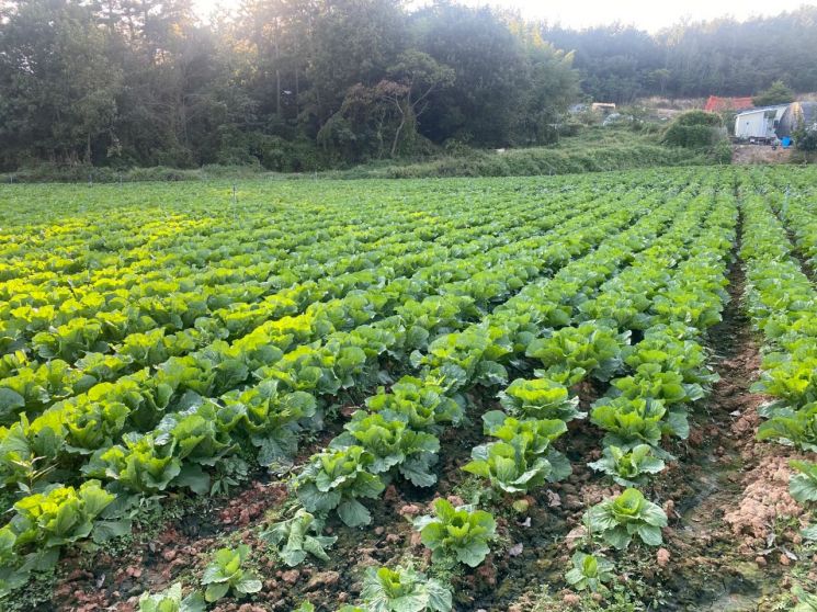 전남 영광군은 가을배추 병해충 발생이 급격히 늘어나고 있는 만큼, 적기 방제를 당부하고 나섰다. 영광군 제공