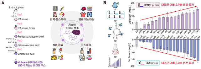 바이올라세인의 생합성 경로 및 산업 응용 분야에서 기대되는 생산 증대 효과. KAIST 제공