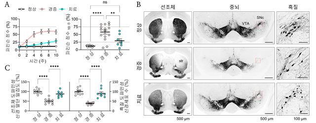 광유전학을 이용한 파킨슨병 생쥐 모델의 질병 진행 완화 및 세포사멸 억제 효과. KAIST 제공