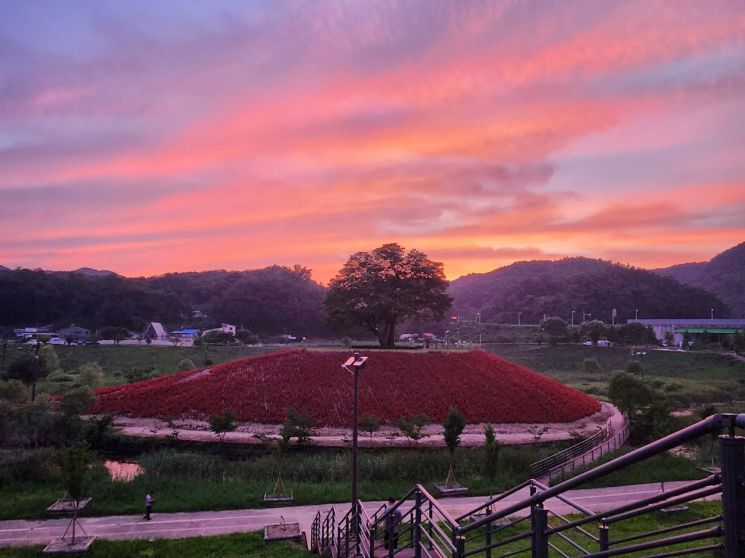 영월군, 동서강정원 청령포원 개원…"영월 글마루 캘리그라피 전시"