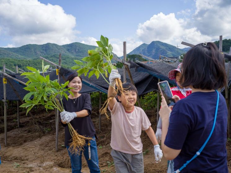 외국인이 더 즐기고 좋아하는 '인삼캐기' 체험