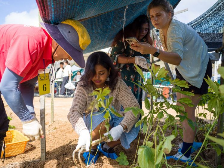 외국인이 더 즐기고 좋아하는 '인삼캐기' 체험