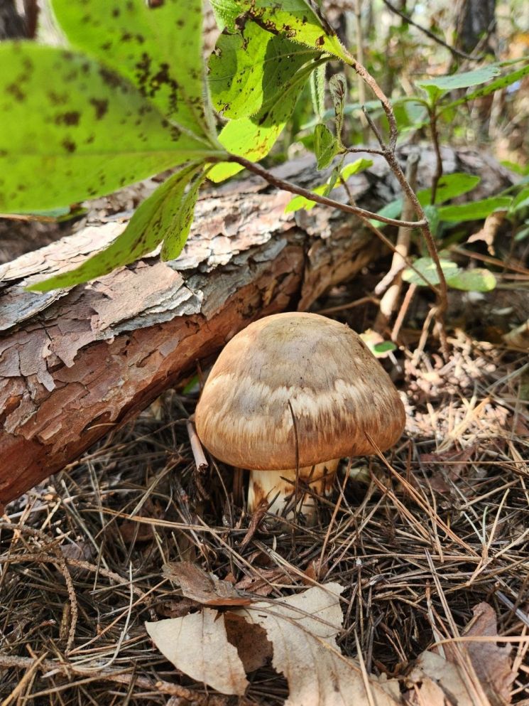 "생산량 적을 듯" 송이버섯 이달 말부터 채취