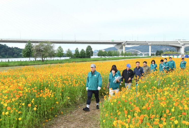 코스모스 꽃길 따라 구리로…구리 코스모스 축제 준비 완료