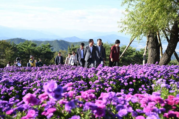 거창 감악산 꽃별 여행 … 보랏빛 물결 속 가을 정취