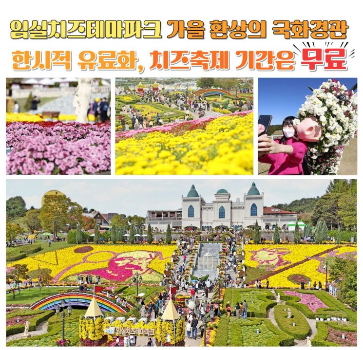 임실군이 내달 1일부터 11월 9일까지 국화 개화 및 전시 기간에 맞춰 임실치즈테마파크 입장료를 한시적으로 징수한다.임실군 제공