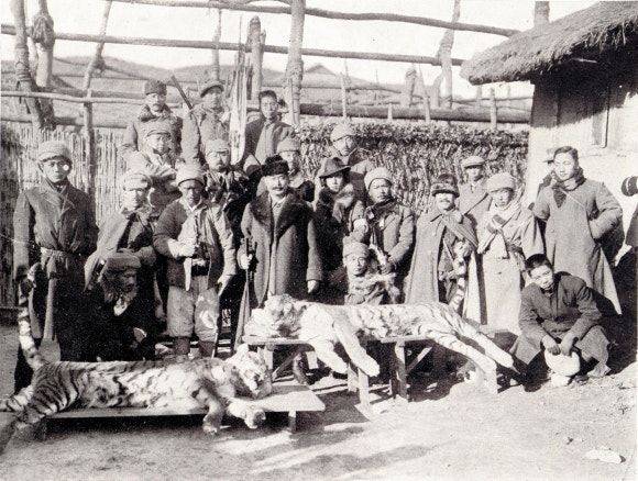 The Tiger Tragedy Highlighted by K-Pop Demon Hunters: Why Did Japan Wipe Them Out?